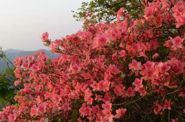 週末一起去戴村吧滿山滿谷映山紅簡直美翻了天