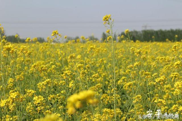 安平縣醉美油菜花景點搶先看啦