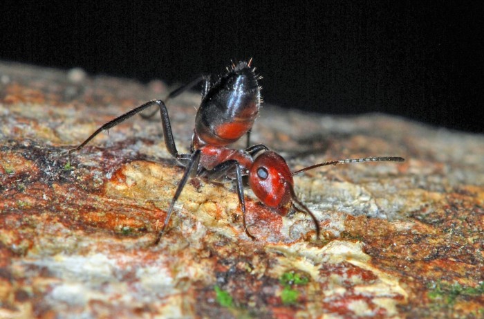 新物种爆炸蚂蚁被发现 能自爆拯救群落