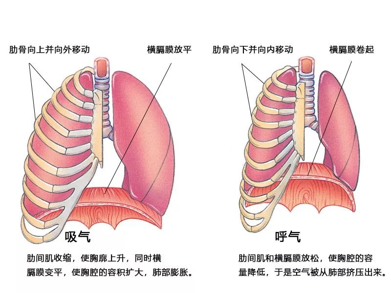 人体呼吸过程示意图图片
