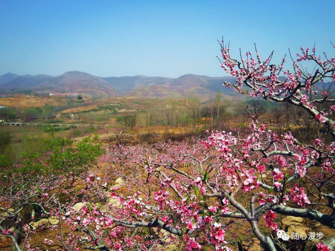 临朐嵩山桃花节图片