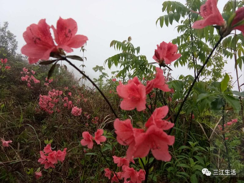 大塘坳映山紅這個春天你來與不來我都盛情綻放美豔無敵