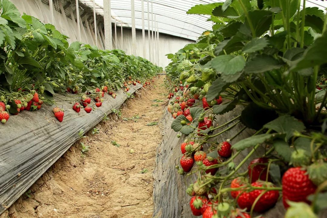 云顶草莓农场图片