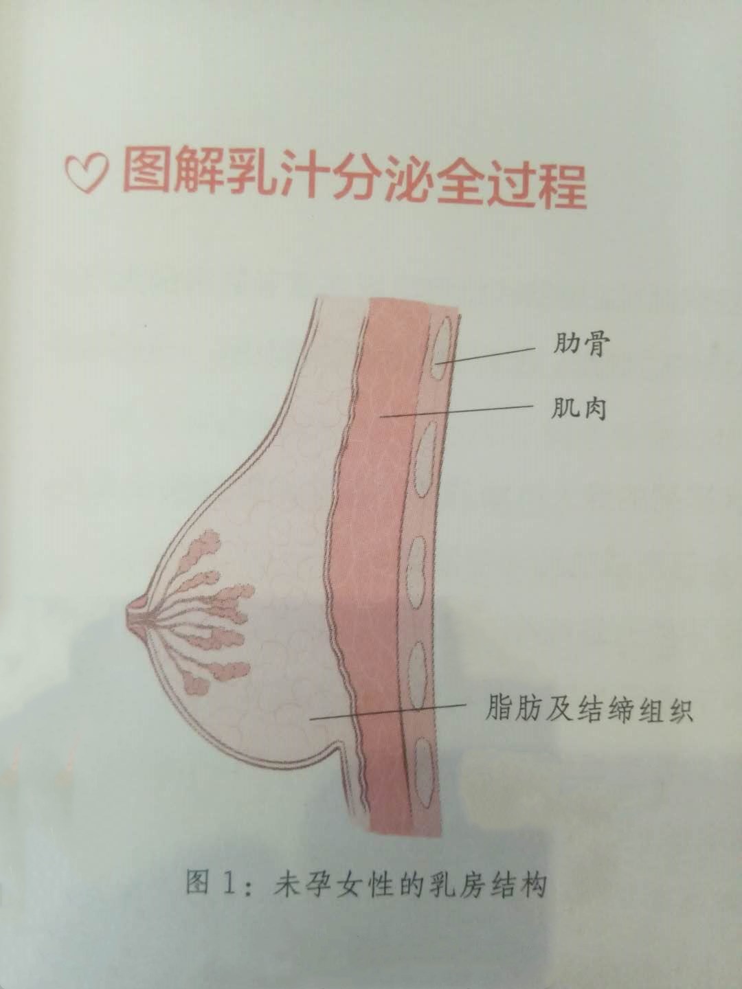 用图告诉你母乳产生的神奇过程