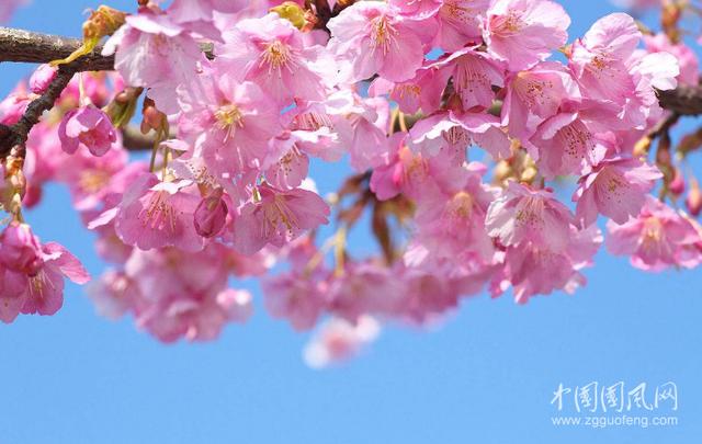 櫻花雨(文/碑林路人)