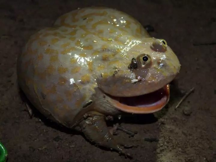 世界上最丑的青蛙图片