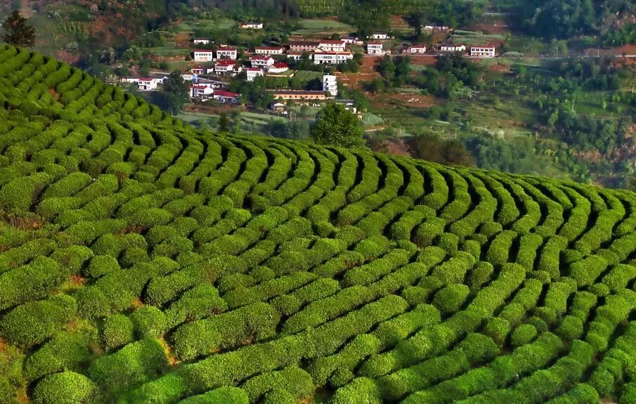 走进位于竹溪县城东南的龙王垭观光茶园,万亩茶田与茂密的山林融为