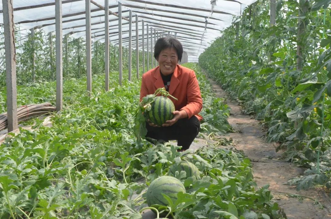 即墨段泊嵐鎮頭茬大呂西瓜上市了,種植戶一畝地西瓜純收入約2萬元