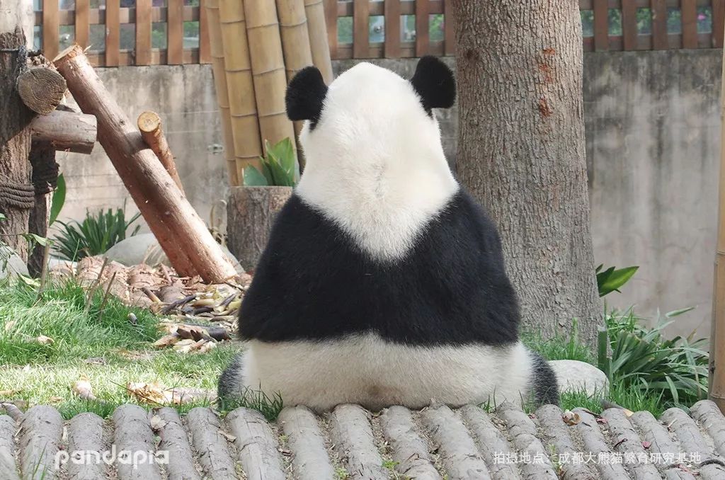 芝芝是一只非常非常普通的熊猫