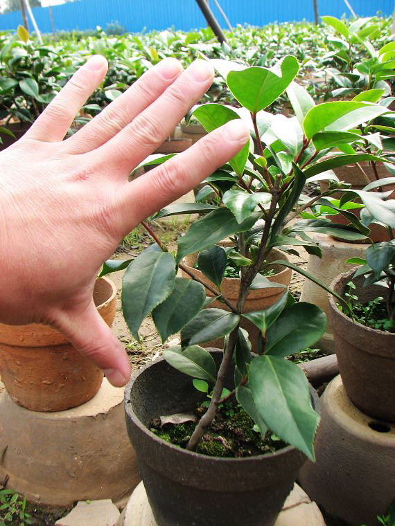 德陽地區茶花苗,茶花小苗介紹