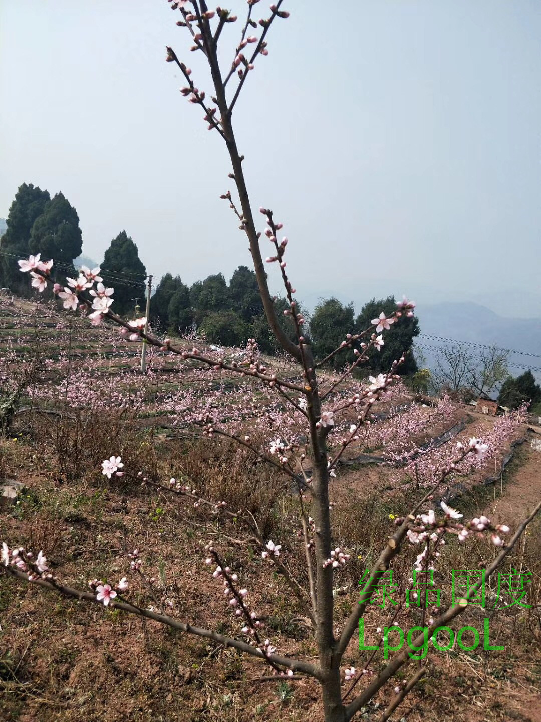 綠品國度農村山上綠色自然的鄉村風景居然這麼漂亮