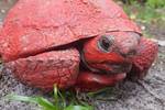 美国加州发现一只全身红色的乌龟,真相让人愤怒