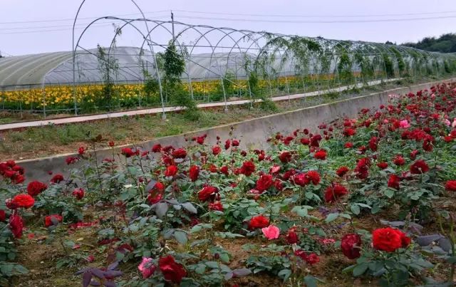 彭山凤鸣花谷二期图片