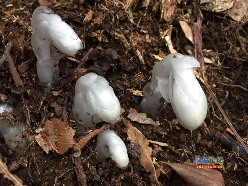 天斗山上水晶蘭盛開珍惜罕見卻有一個極恐怖的別號