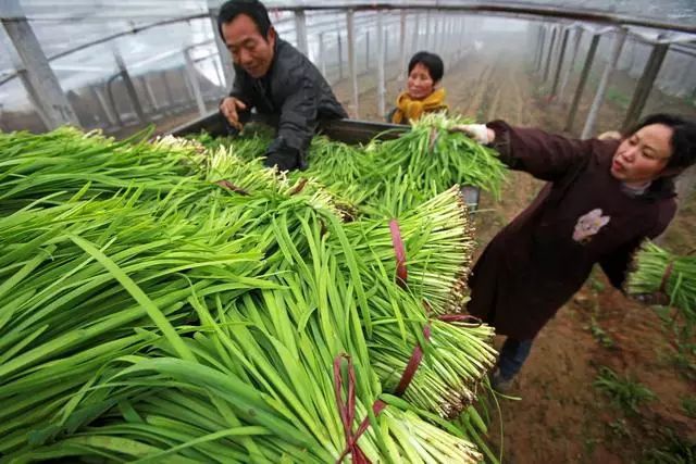 为什么头茬韭菜不能吃?好多人不懂,挑选记住几点,一眼分辨好坏