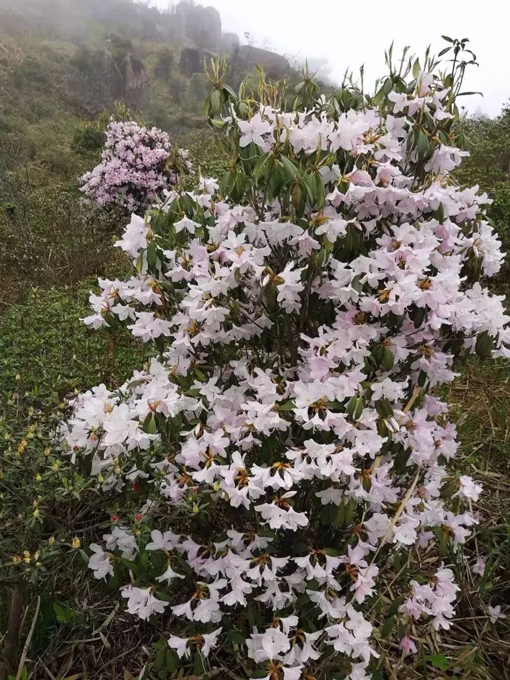 玉苍山百亩满山红开了美翻了