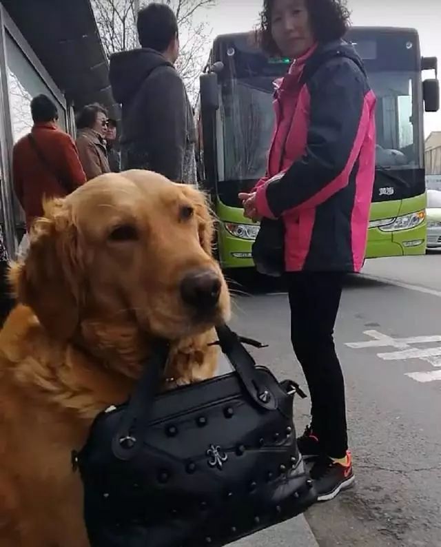 背着大包小包的表情包图片