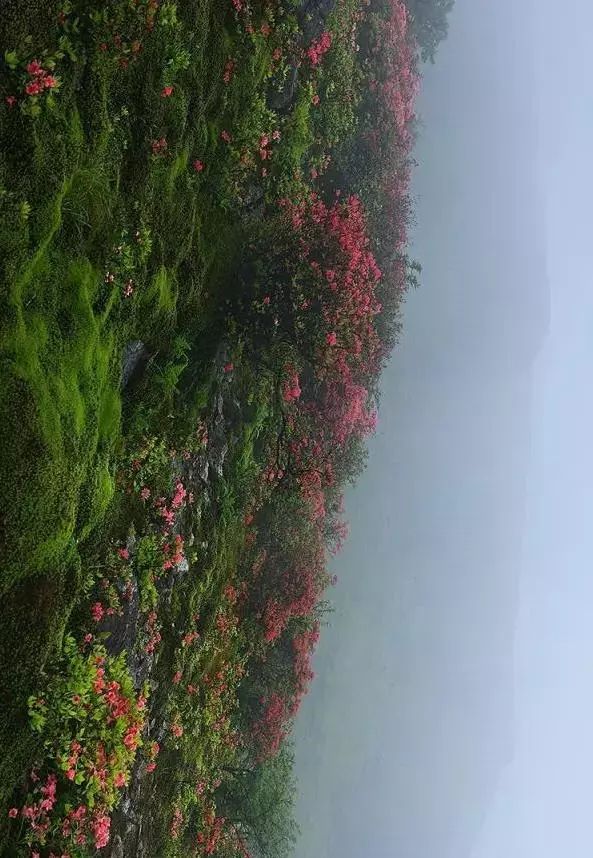 天台大雷山映山红图片