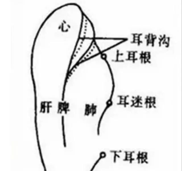 耳背的降压沟在哪里图片