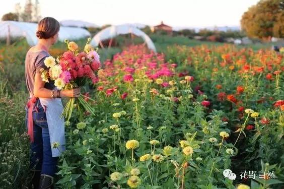 为啥花艺师都想要个鲜花农场?