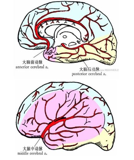 61中央支(深穿支,穿動脈[2]):基底節,內囊及間腦等[3].