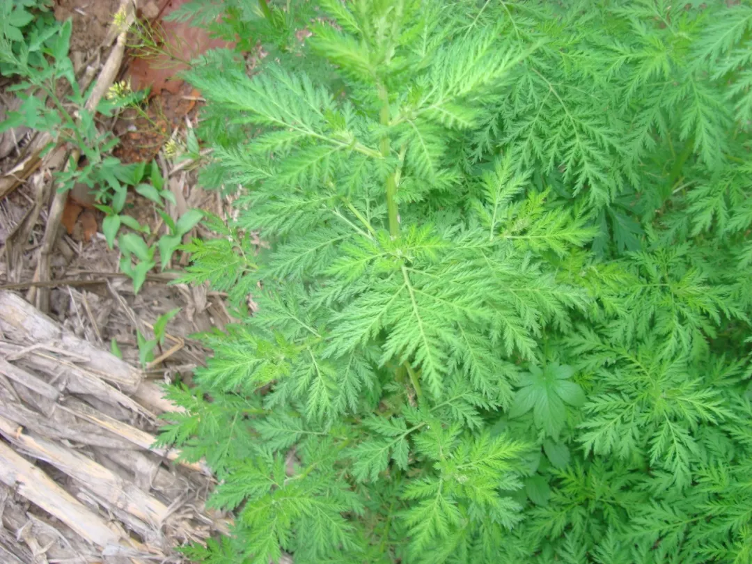 青蒿為較常用中藥.《神農本草經》列為下品.