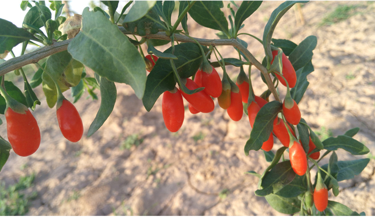 甜菜碱植物图片