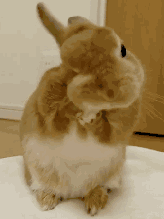 兔子洗脸gif图片