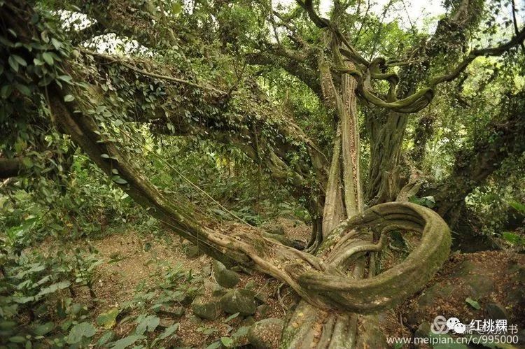 万寿藤植物图片图片