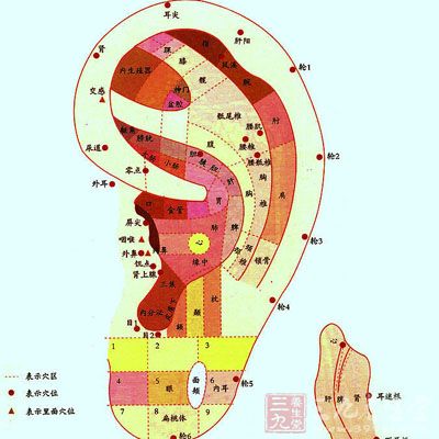上面是一个耳朵的形状,标志了很多人体的脏腑,还有上面的一些反射点