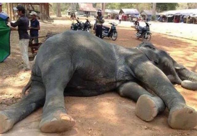 芭提雅象园大象发疯一死二伤,大象不为人知的愤怒何来?
