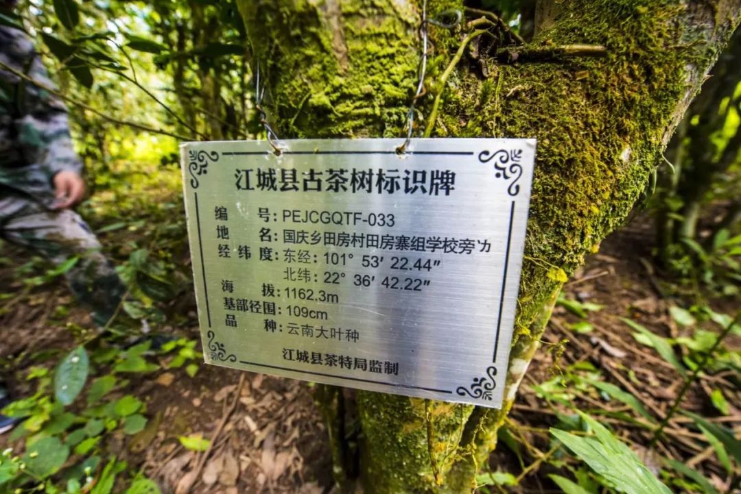 長在彝族村落裡的古茶園普洱江城國慶古茶山