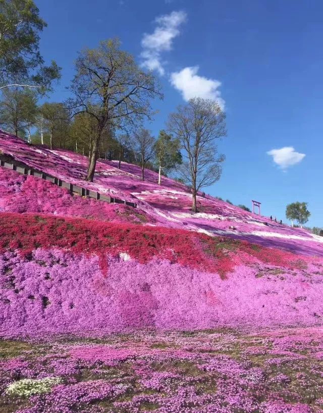 如梦之梦花海图片