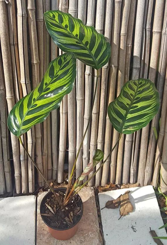 孔雀竹芋的根茎繁殖图片