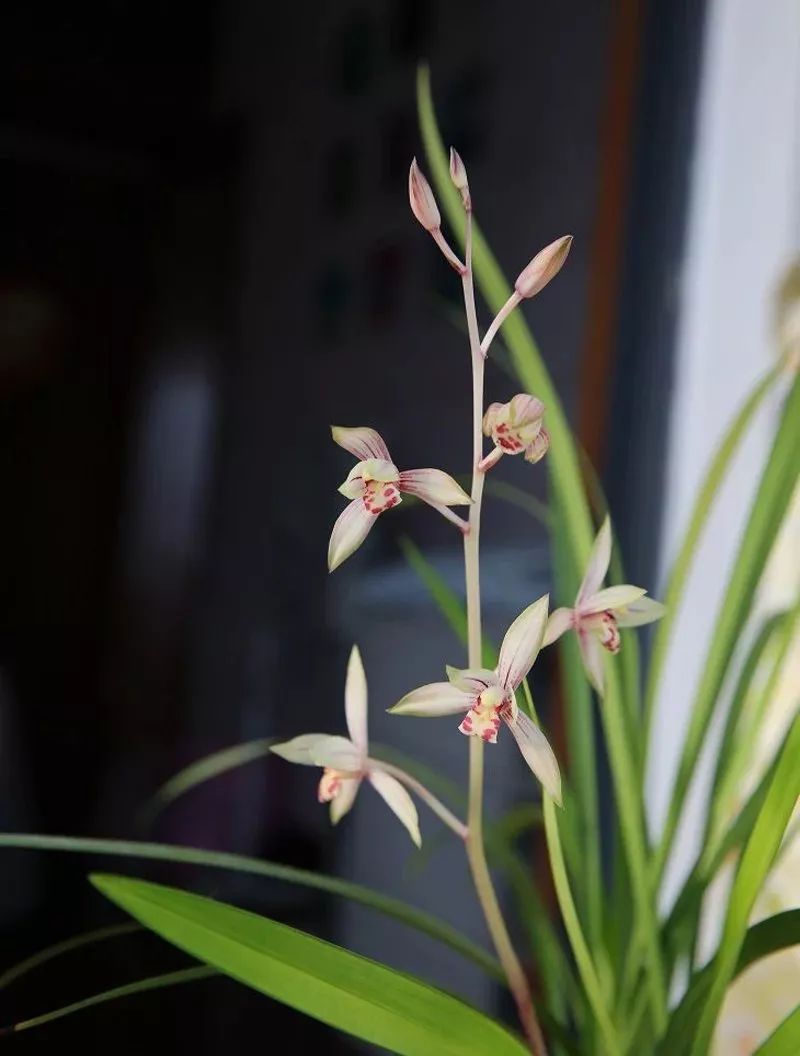 高山春色建蘭玉霞四季蘭高妹蘭花蘭草室內盆栽綠植花卉盆景包郵