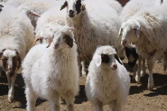 宁夏海原县炭疽疫情引发对滩羊产业发展的思考