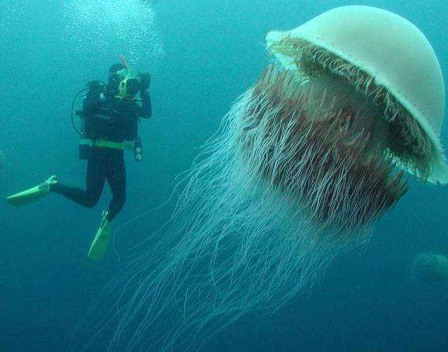 南极东方湖巨型生物图片