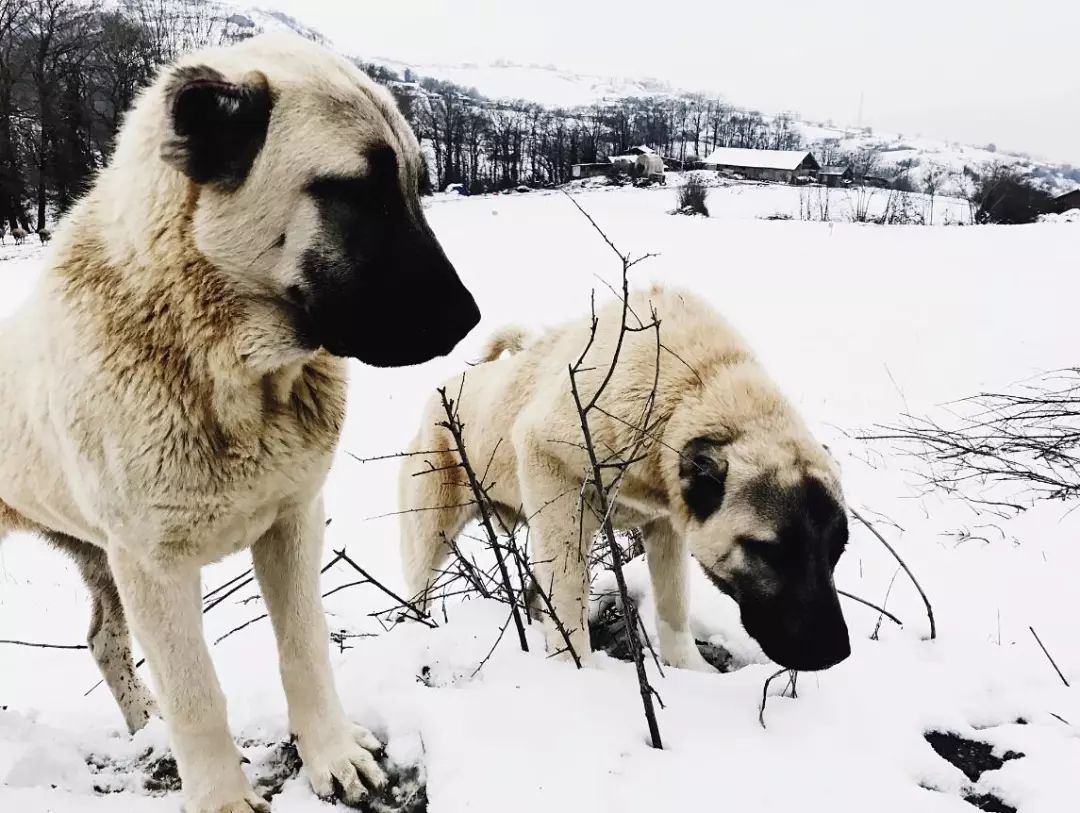 土耳其国宝坎高犬图片