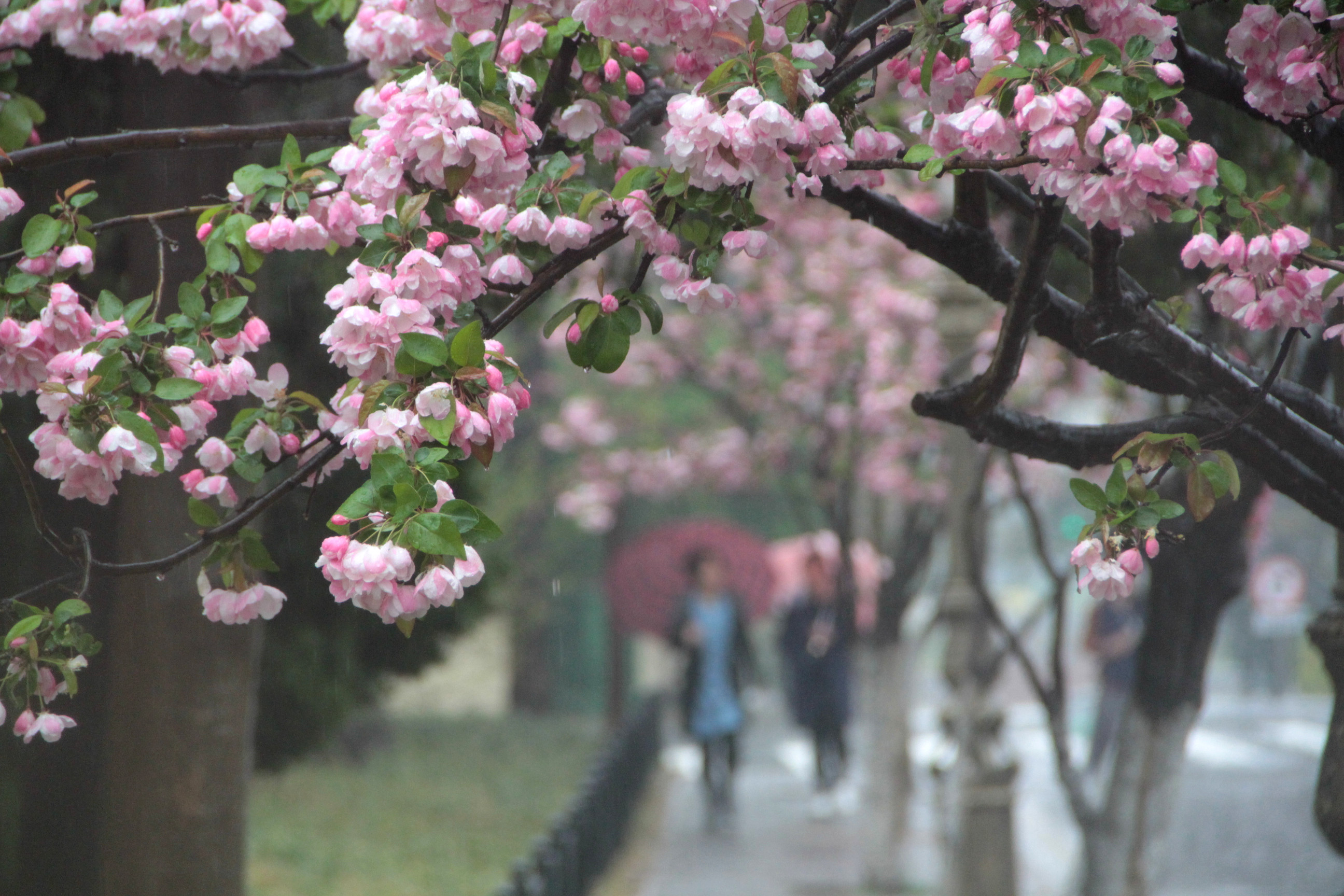 青岛八大关海棠花盛开游客冒雨赏花