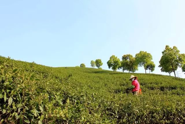 今天,你採茶了嗎?