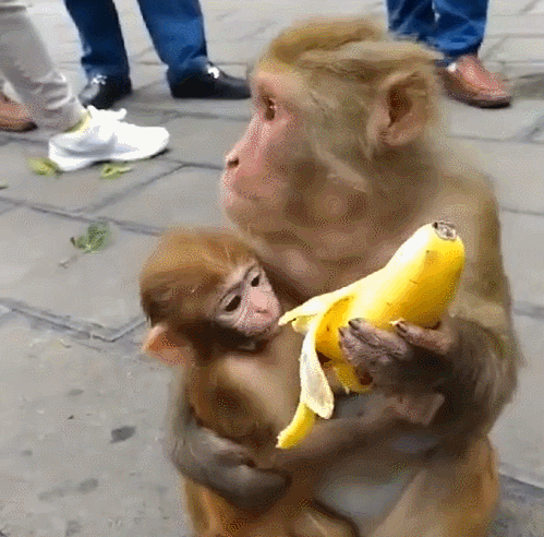 猴子带小猴上街玩在路边吃香蕉引起大量路人围观