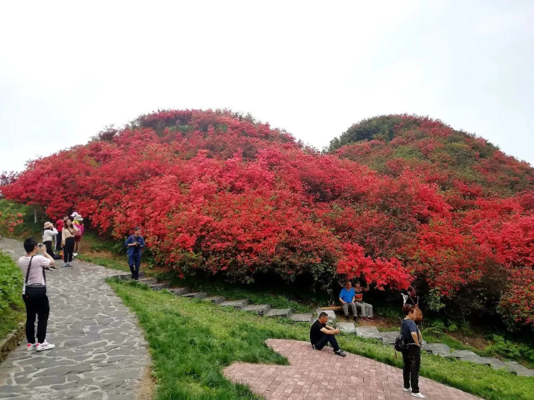 遵义市洪关乡杜鹃花图片