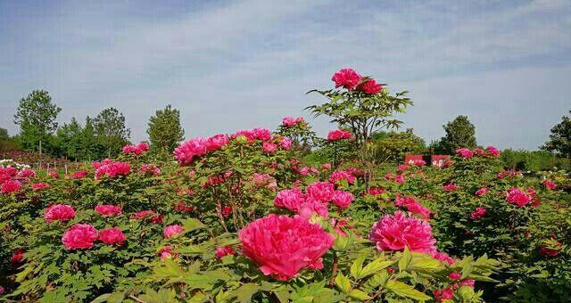 人间四月芳菲尽邙山牡丹始盛开洛阳免费公园牡丹也精彩