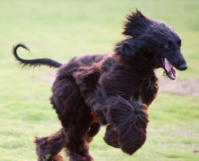 阿富汗猎犬的性格怎样阿富汗猎犬的性格特点