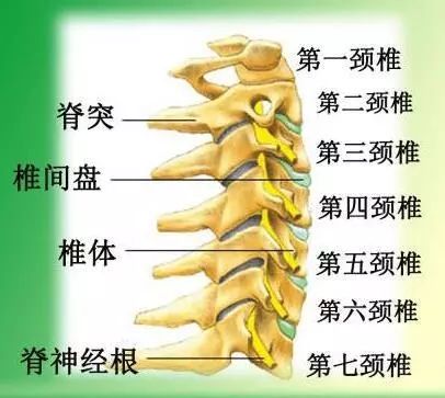 颈椎1~7节位置图图片
