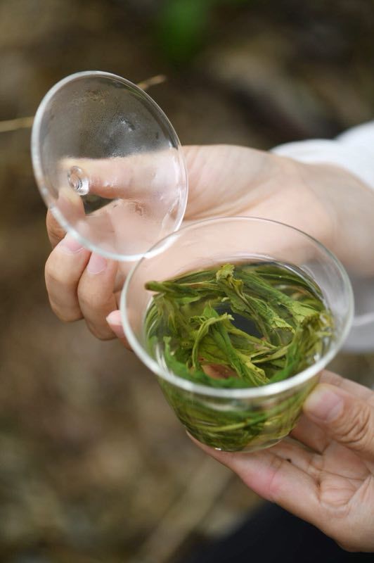 茶事 春季阳气升,顺时饮茶最养人!