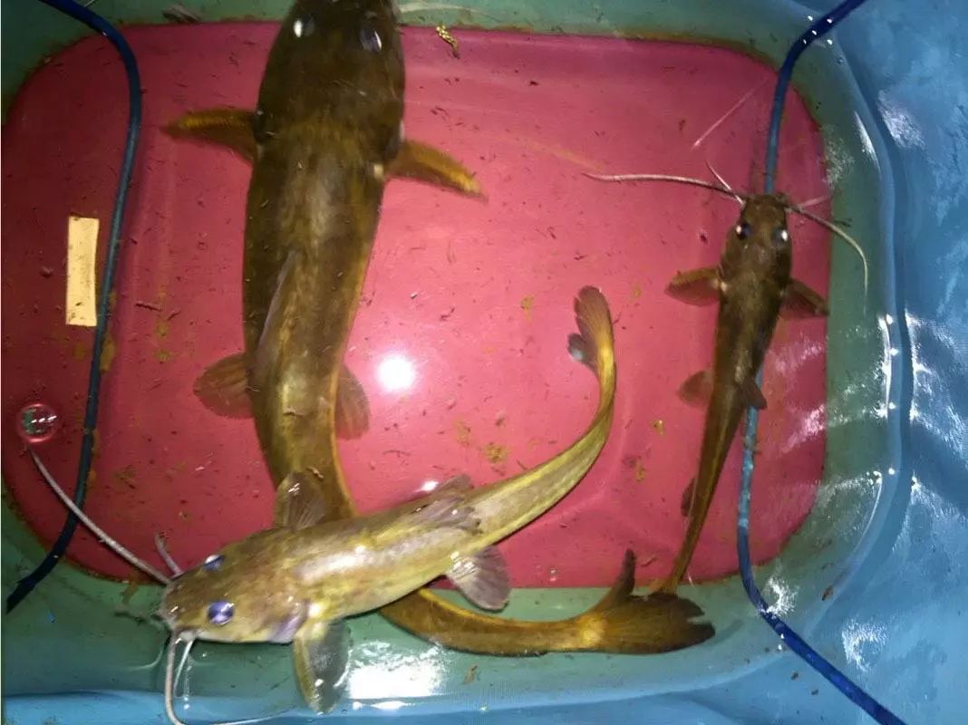 江河中有一種奇特的魚因魚頭像老鼠而被釣魚人俗稱江鼠