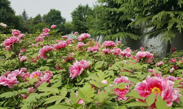 人间四月芳菲尽邙山牡丹始盛开洛阳免费公园牡丹也精彩