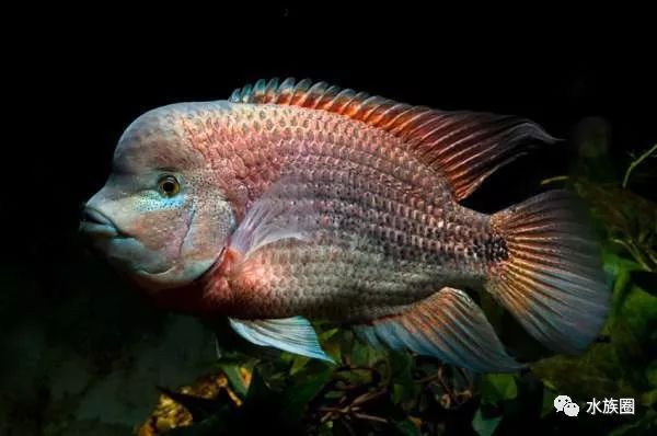 美洲慈鲷资料大全水族圈低调分享