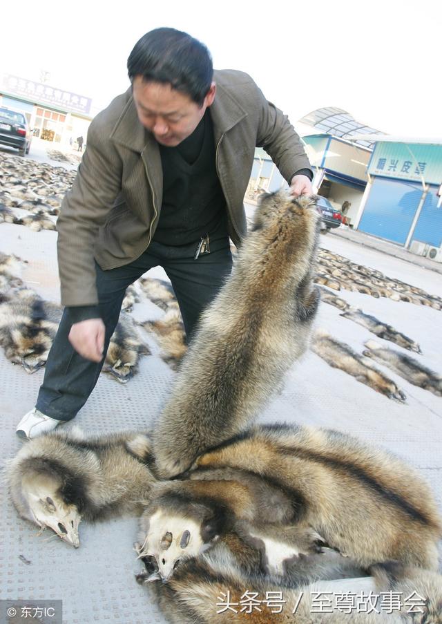 黄鼠狼皮毛收购市场图片